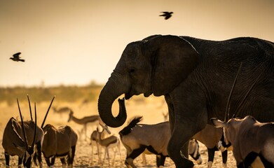 Big African elephant surrounded by springboks with birds flying in the background in safari