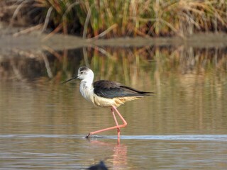 Shallow focus of a black-winged stilt bird walking in the shallow water with blur background