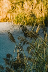 Vertical shot of plants near a frozen lake in winter