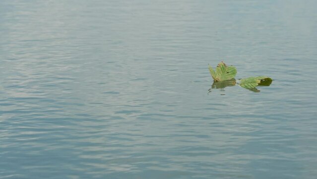 one green leaf from a tree fell into a pond and floats on the waves on a windy day. water surface of the lake with waves and reflection of blue sky and green trees. background image with nature.