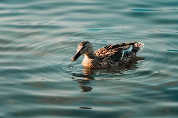 Closeup of a wild duck (Anas platyrhynchos) on the surface of water