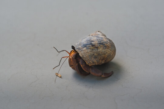 A hermit crab is walking on the floor