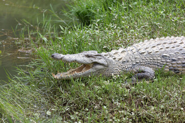 Madagascar crocodile close up