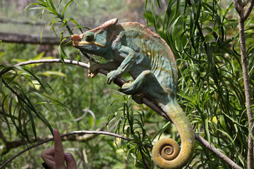 Madagascar chameleon close up