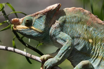 Wandcirkels tuinposter Madagascar chameleon close up © Iurii