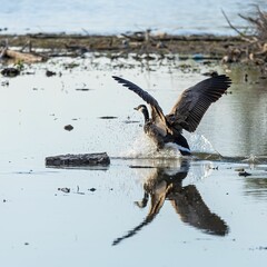 Canada goose (Branta canadensis) in the lake. Ontario, Canada