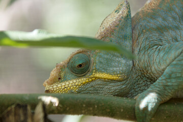 Madagascar chameleon close up