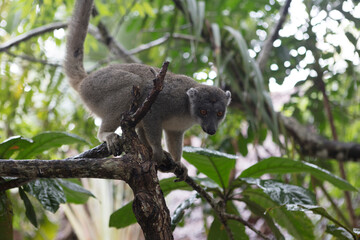 Madagascar crowned lemur close up