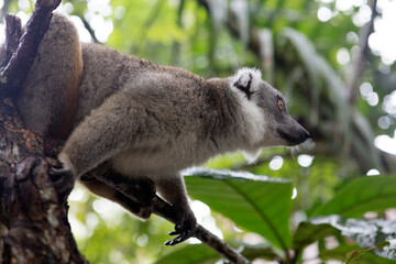 Madagascar crowned lemur close up