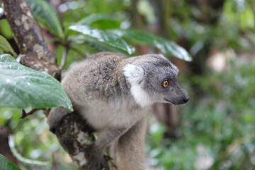 Madagascar crowned lemur close up