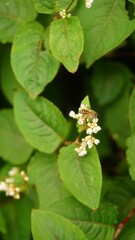 Vertical shot of a bee pollinating small white flowers in a garden