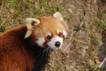 Closeup shot of an adorable red panda in a park