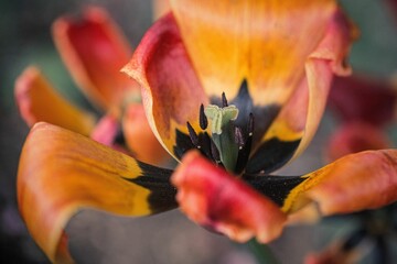 Macro shot of the withering petals of an orange garden tulip