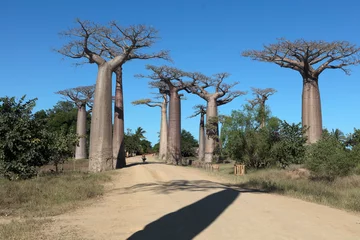 Zelfklevend Fotobehang Madagascar Alley of baobabs on a sunny spring day © Iurii