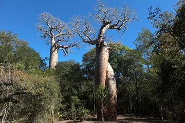 Zelfklevend Fotobehang Madagascar baobab tree on a sunny spring day © Iurii