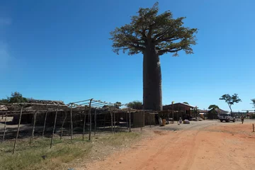 Tuinposter Madagascar baobab tree on a sunny spring day © Iurii