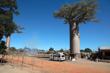 Zelfklevend Fotobehang Madagascar baobab tree on a sunny spring day © Iurii