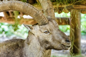 Closeup shot of an Alpine ibex found wandering around in the wild