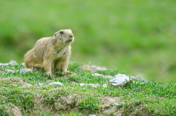 Closeup of a Mexican prairie dog on the grass in the daylight with a blurry background