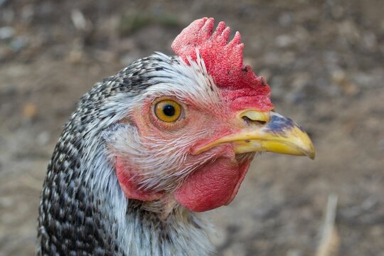 Closeup of the chicken's head against the blurry background.