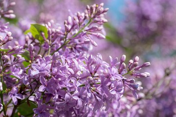 Macro shot of gentle lilacs in a summer garden on an isolated background