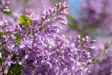 Foto op Plexiglas Macro shot of gentle lilacs in a summer garden on an isolated background © Wirestock