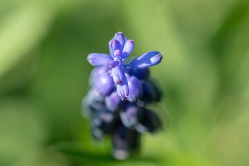 Macro shot of an Armenian grape hyacinth against the green background
