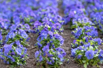 Tuinposter Closeup shot of rows of bright blue pansies growing in a summer garden © Wirestock