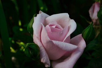 Macro shot of a blooming Rosa 'Mainzer Fastnacht' in the garden, surrounded by green leaves