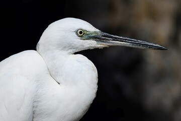 Close-up shot of a Great egret with a blurred background