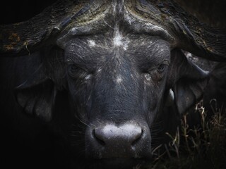 Closeup of African buffalo head