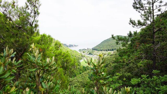 View from a green forest in Rabac, Croatia