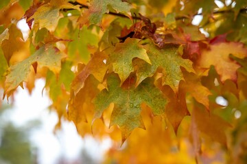 Closeup of wet autumn leaves on a tree in a park