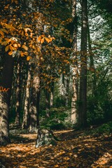 Vertical shot of a forest full of colorful tall trees