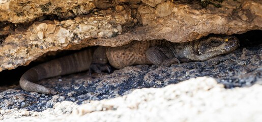 Closeup of Chuckwalla lizard under rock