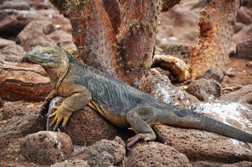 Galapagos land iguana (Conolophus subcristatus) crawling on stones