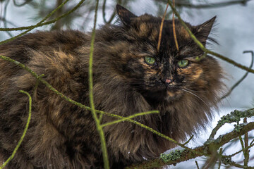 Tortoiseshell (tortie) Persian smoky cat on a tree branch. The cat looks through the branches. The...