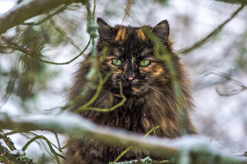 Tortoiseshell (tortie) Persian smoky cat on a tree branch. The cat looks through the branches. The...