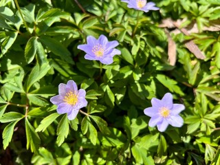 Closeup view of beautiful Wood anemone flowers in a garden