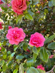 Closeup view of beautiful piink Japanese camellia flowers in a garden