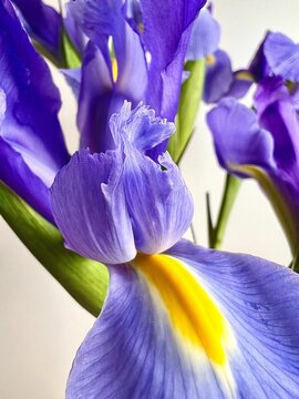 Closeup view of beautiful petals of Siberian Iris flowers in a garden