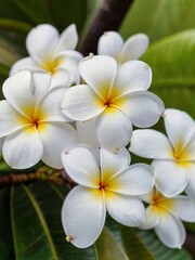 Obraz na płótnie Canvas flowey frangipani flower