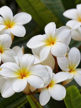 flowey frangipani flower