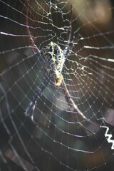 Vertical closeup shot of an exotic spider weaving a web
