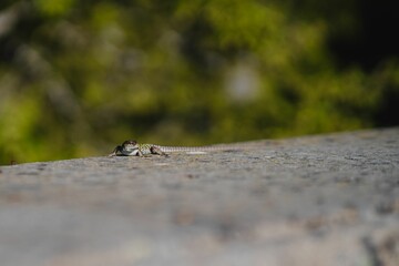 Selective focus shot of a lizard crawling on the wall