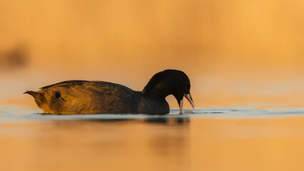 Eurasian coot, fulica atra, common coot at sunset, swimming on the lake while hunting for food