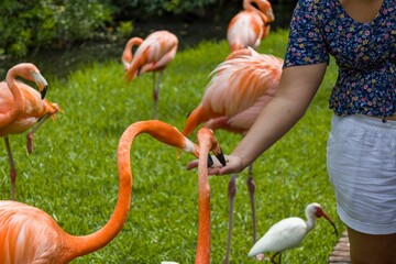 Closeup of group of red American flamingos on green lawn in zoological park