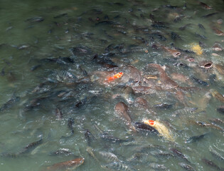 Group of fish in a pond