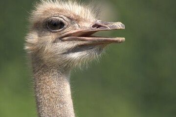Closeup of an ostrich (Struthio) looking around, on a blurry green background