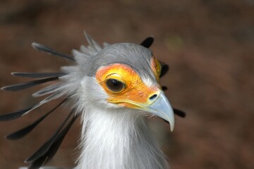 Portrait of the secretary bird in Africa.